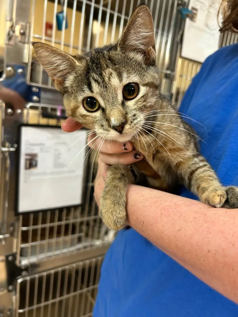 A baby medium-sized female Tabby cat named Amber for adoption in Nacogdoches, TX
