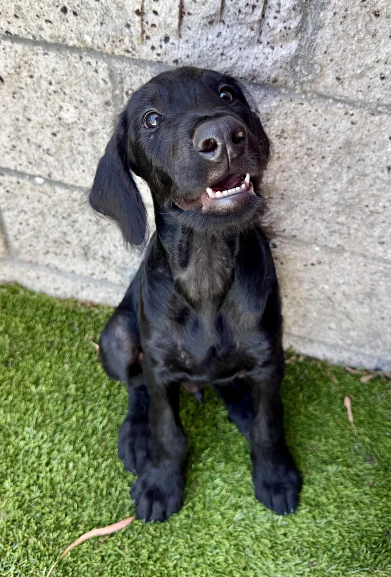A baby large-sized male Black Labradoodle dog named Aramis for adoption in Los Alamitos, CA