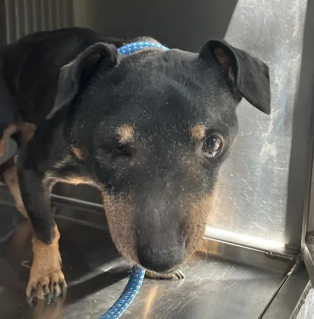 An adult small-sized female Mixed Breed dog named Hanna Boneman for adoption in Dallas, TX