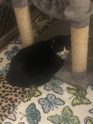 A senior medium-sized female Domestic Short Hair cat named Coriender for adoption in Gainesville, FL