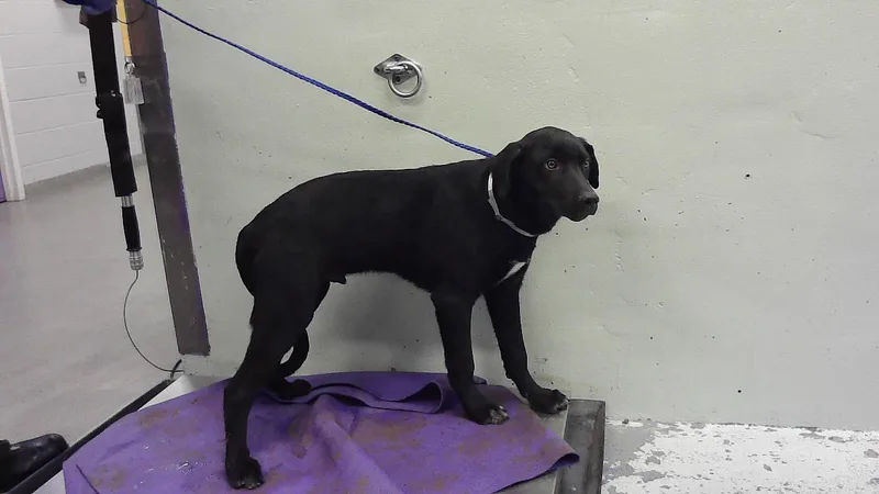 A baby small-sized male Labrador Retriever dog named Domino for adoption in Houston, TX