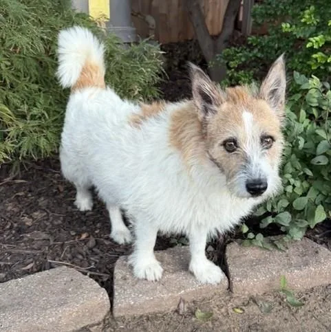An adult medium-sized male Tricolor (Brown, Black, & White) Parson Russell Terrier dog named George for adoption in Tulsa, OK