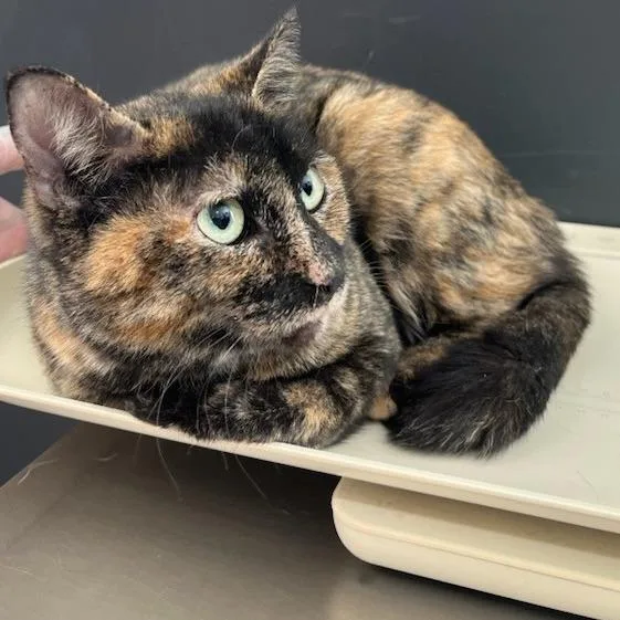 An adult medium-sized female Black Domestic Short Hair cat named Sage for adoption in Livingston, TX