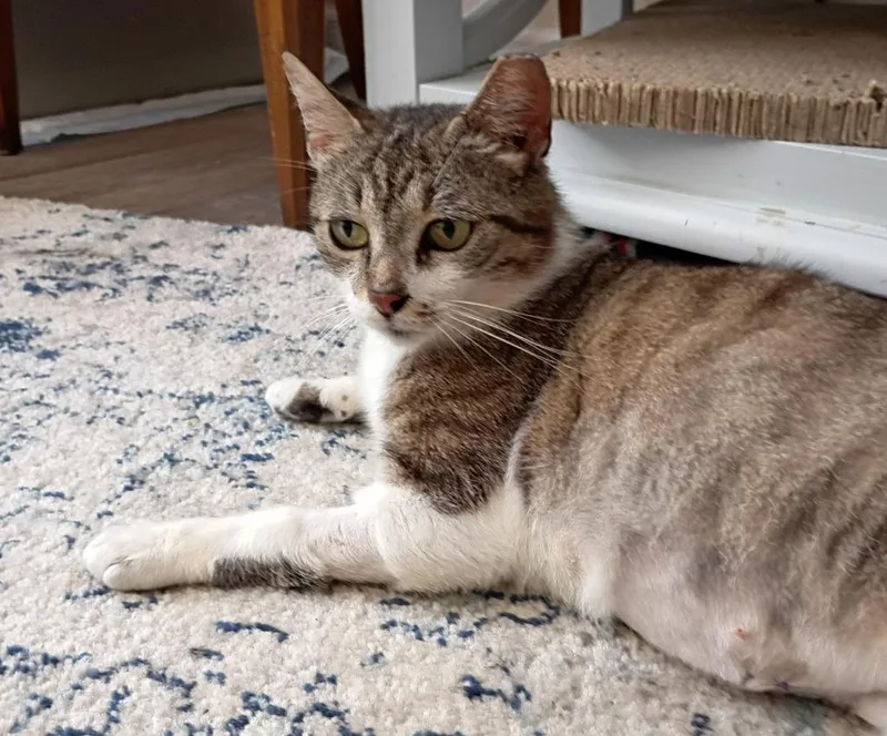 Kitcat