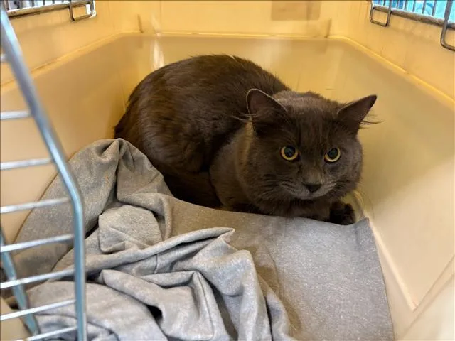 An adult medium-sized male Domestic Medium Hair cat named Mr. Stray for adoption in Chatsworth, CA