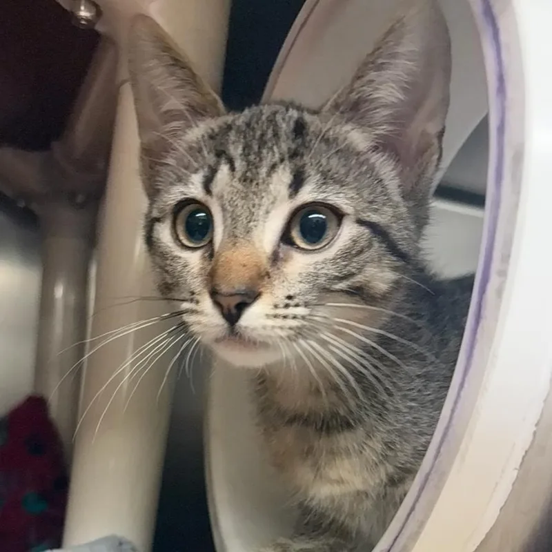 A baby small-sized female Brown / Chocolate Domestic Short Hair cat named Tattoo for adoption in Charlottesville, VA