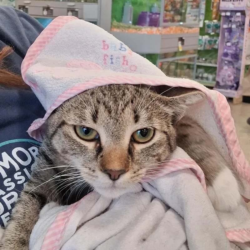 A baby small-sized female Gray / Blue / Silver Domestic Short Hair cat named Juni for adoption in Abingdon, MD
