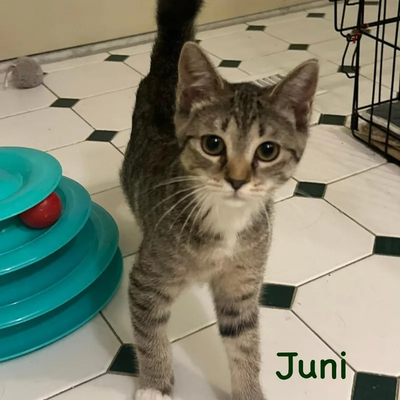 Juni thumbnail 3