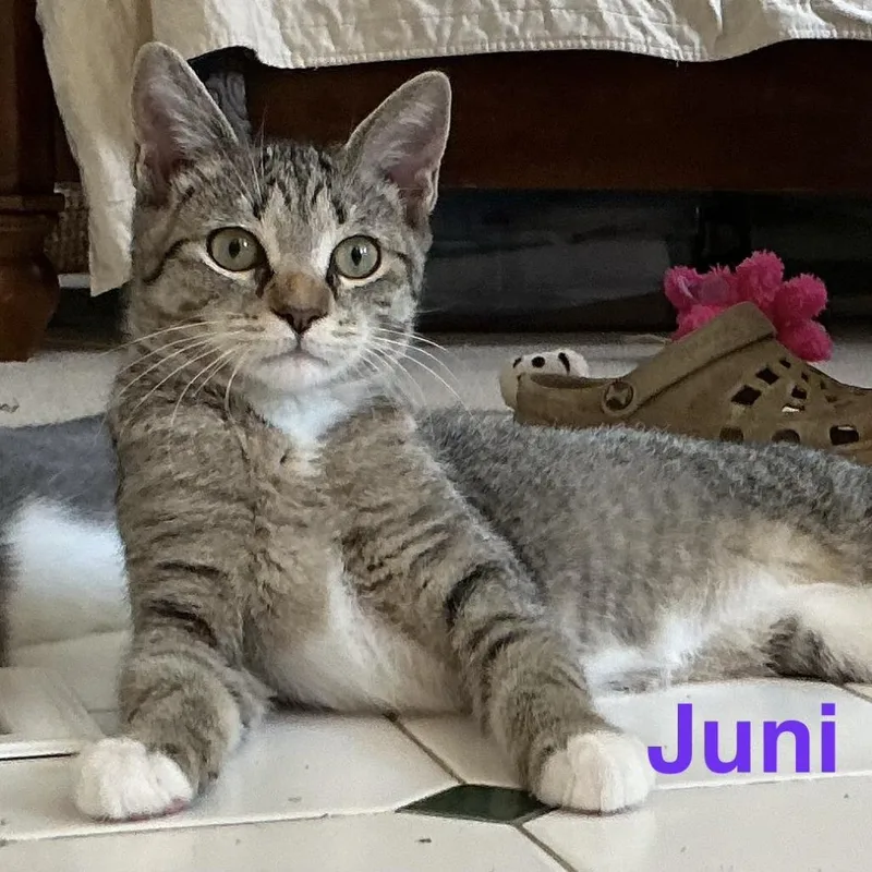 Juni thumbnail 4