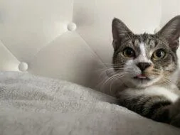 An adult small-sized female Domestic Short Hair cat named Mula for adoption in West Chester, PA