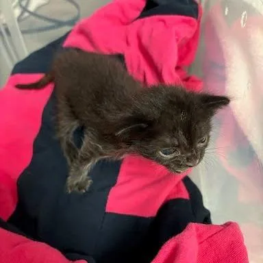 A baby small-sized female Black Domestic Short Hair cat named Tealicious for adoption in Austin, TX