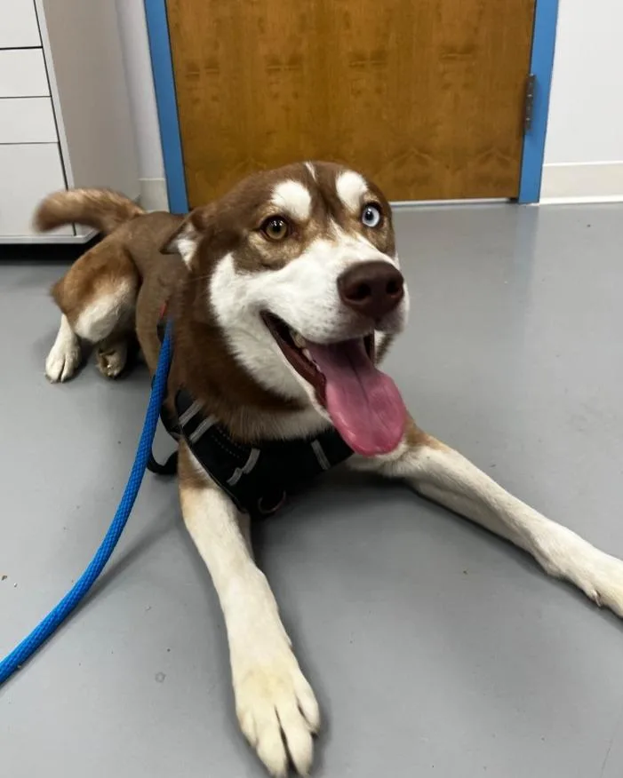 An adult medium-sized male Husky dog named Kyro for adoption in Hartsville, SC
