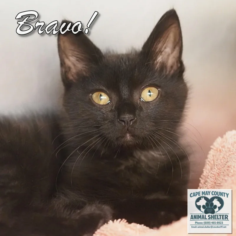 A baby medium-sized male Domestic Short Hair cat named Bravo for adoption in Cape May Court House, NJ
