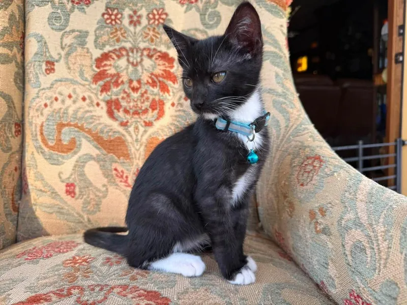 A baby small-sized male American Shorthair cat named Guido for adoption in Glen Rose, TX