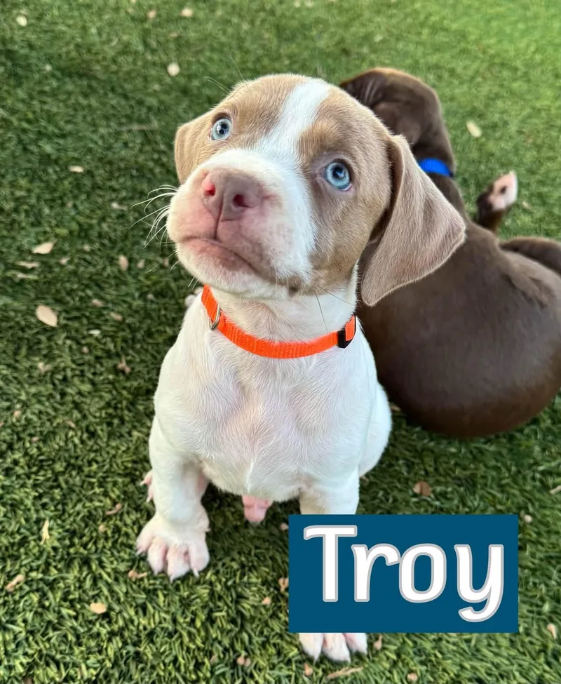 Troy