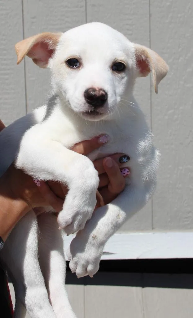 A baby medium-sized female Cattle Dog dog named Henna for adoption in Vacaville, CA