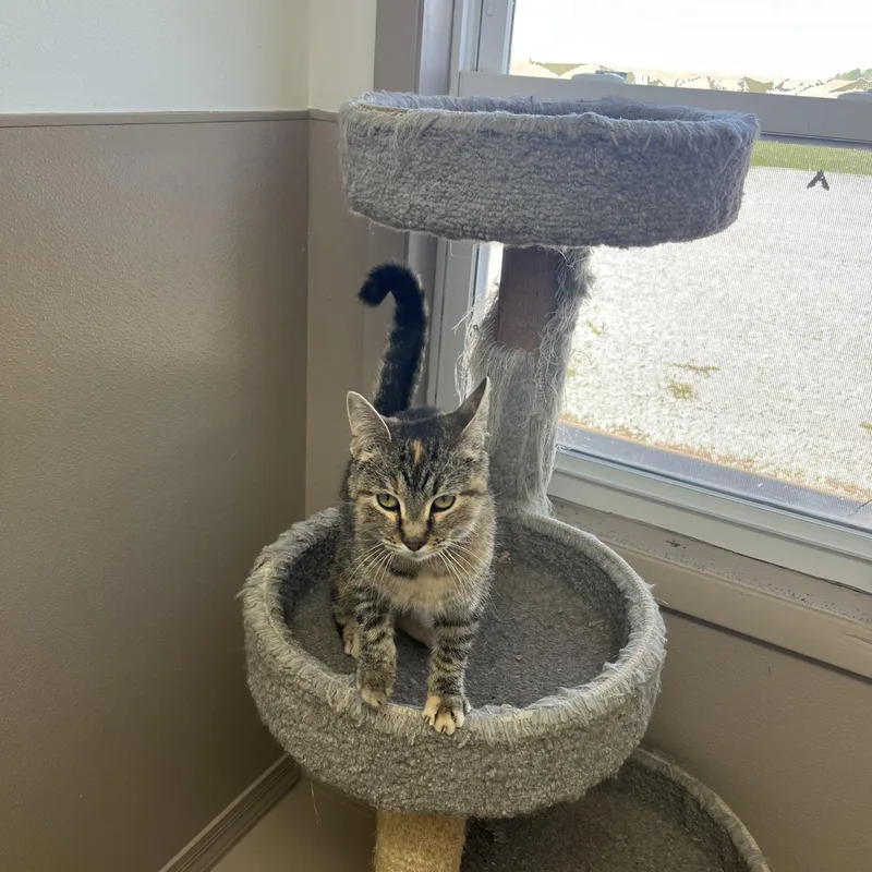 A baby medium-sized female Tabby (Gray / Blue / Silver) Tabby cat named Toast for adoption in Carthage, IL