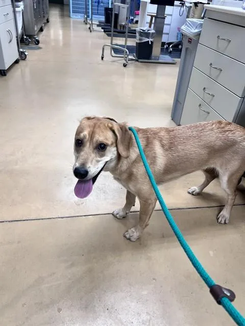 A young medium-sized female Labrador Retriever dog named Duckie for adoption in Minneapolis, MN