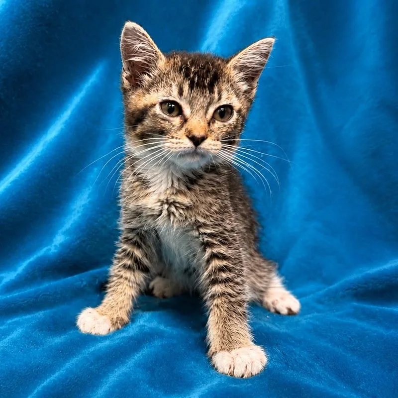 A young medium-sized female Domestic Short Hair cat named Kiki for adoption in Oakdale, CA