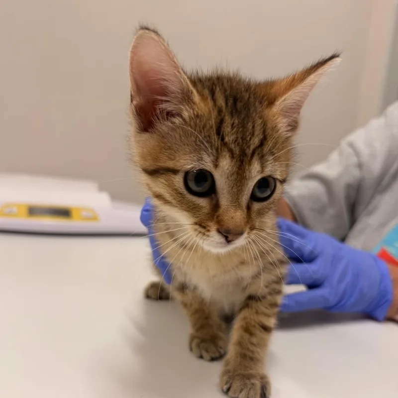 A baby small-sized female Brown / Chocolate Domestic Short Hair cat named Cremini for adoption in Chattanooga, TN