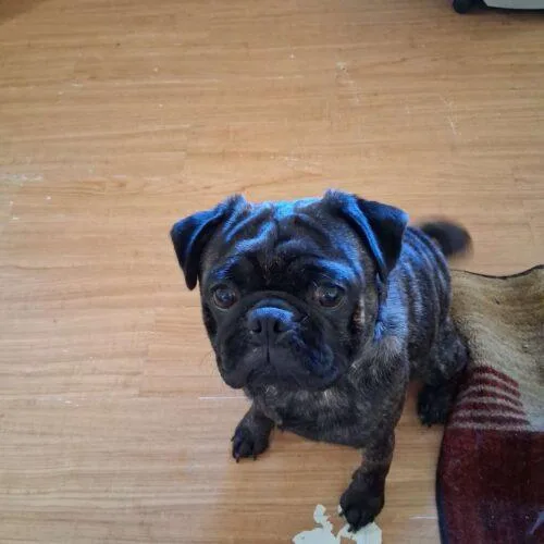 A young small-sized male Pug dog named Magnum for adoption in Seattle, WA
