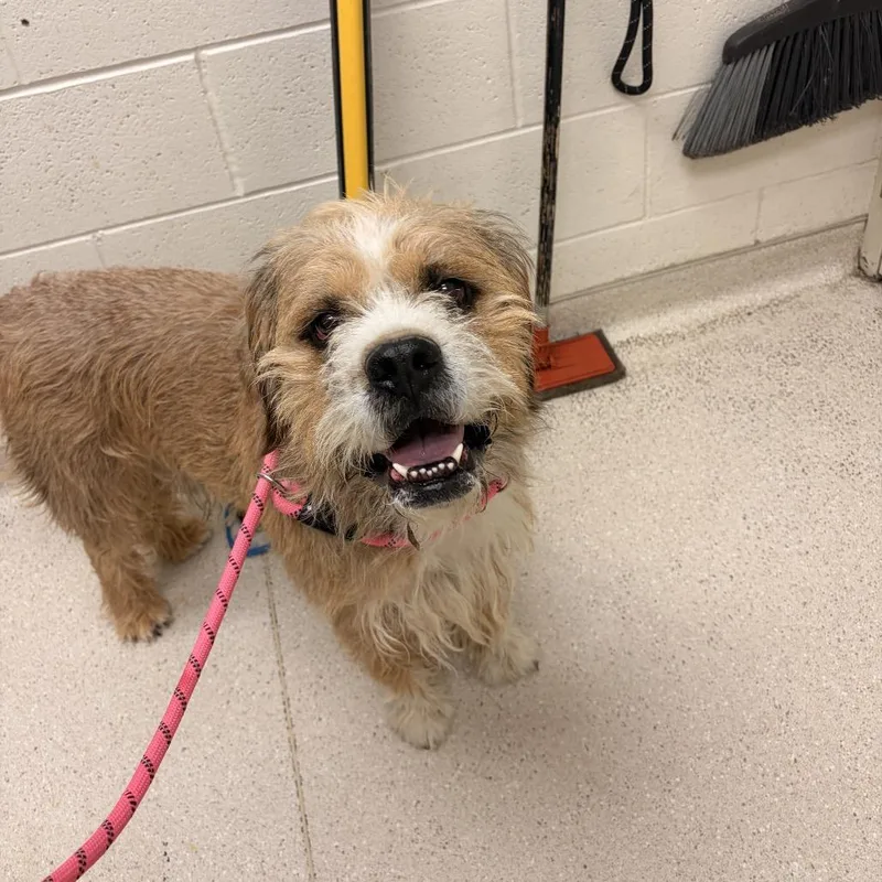 An adult medium-sized male Yellow / Tan / Blond / Fawn Mixed Breed dog named Leo for adoption in Murray, UT
