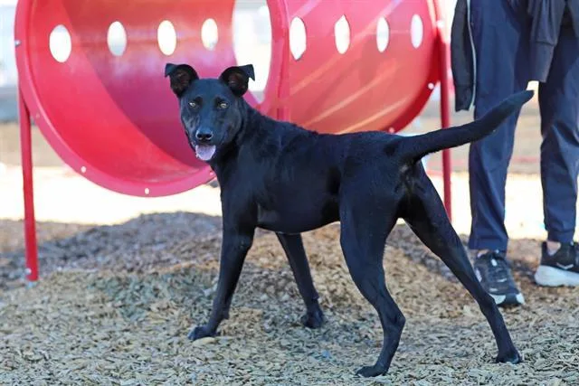 A young medium-sized male German Pinscher dog named Panchi for adoption in Albuquerque, NM