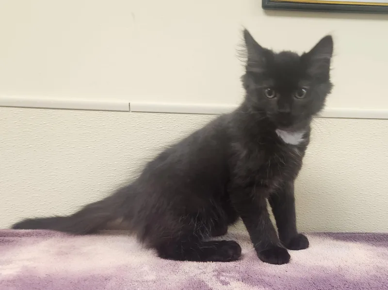 A baby medium-sized male Black Domestic Medium Hair cat named Bagheera for adoption in Clayton, NJ