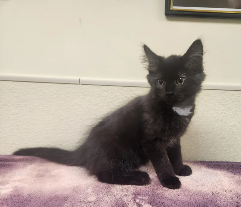 Bagheera thumbnail 2