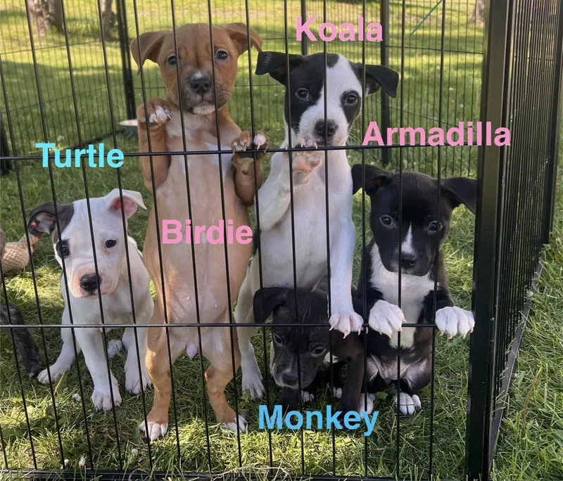 A baby small-sized male Black Pit Bull Terrier dog named Monkey for adoption in Clinton, WI