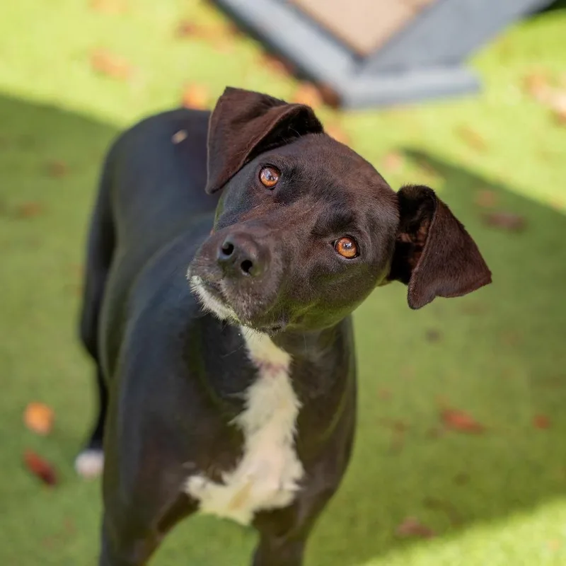 A young medium-sized female Black Terrier dog named Gracie for adoption in Gainesville, GA