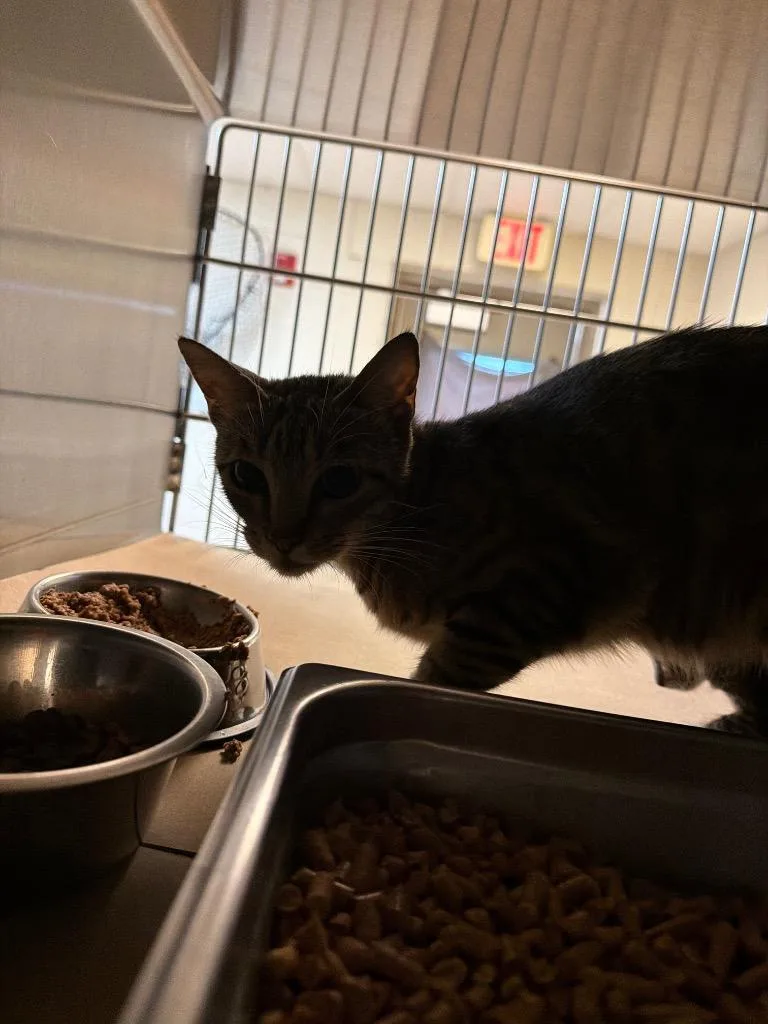 A young large-sized female Tabby cat named Strawberry for adoption in Nacogdoches, TX