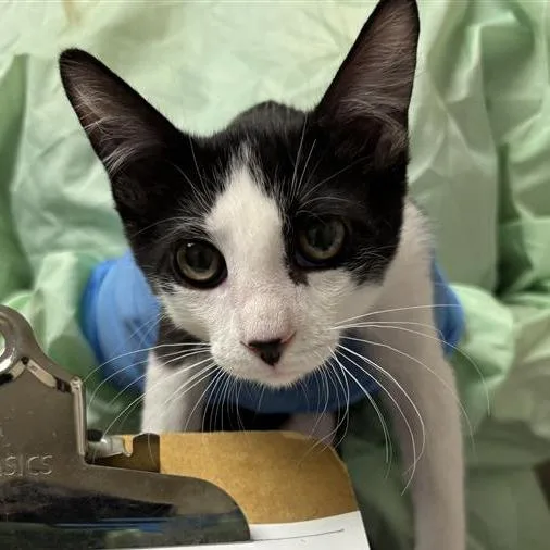 A baby small-sized male Black Domestic Short Hair cat named Popcorn Shrimp for adoption in Tempe, AZ