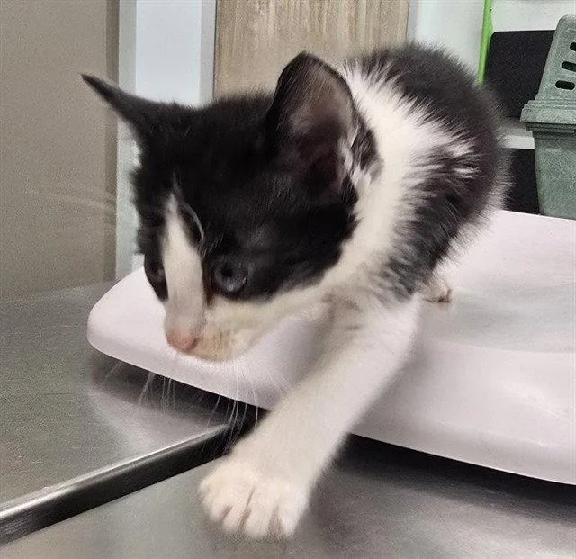 A baby small-sized male Black Domestic Short Hair cat named Checkers for adoption in Tavares, FL