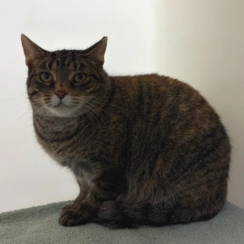 An adult medium-sized male Brown / Chocolate Domestic Short Hair cat named Jude for adoption in Harrisonburg, VA