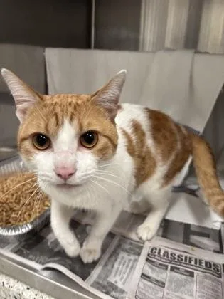 An adult medium-sized male Domestic Medium Hair cat named Munster for adoption in Atlanta, GA