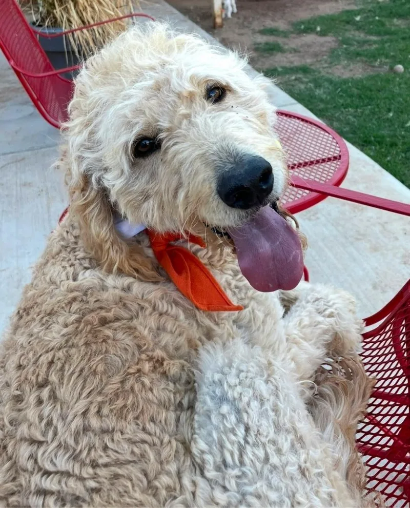 A young large-sized male Golden Goldendoodle dog named Archie Bird for adoption in Garland, TX