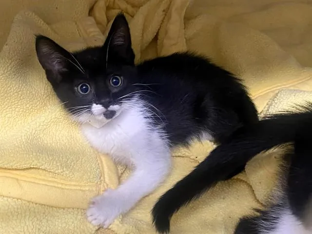 A baby small-sized female Domestic Short Hair cat named Mia for adoption in Tustin, CA