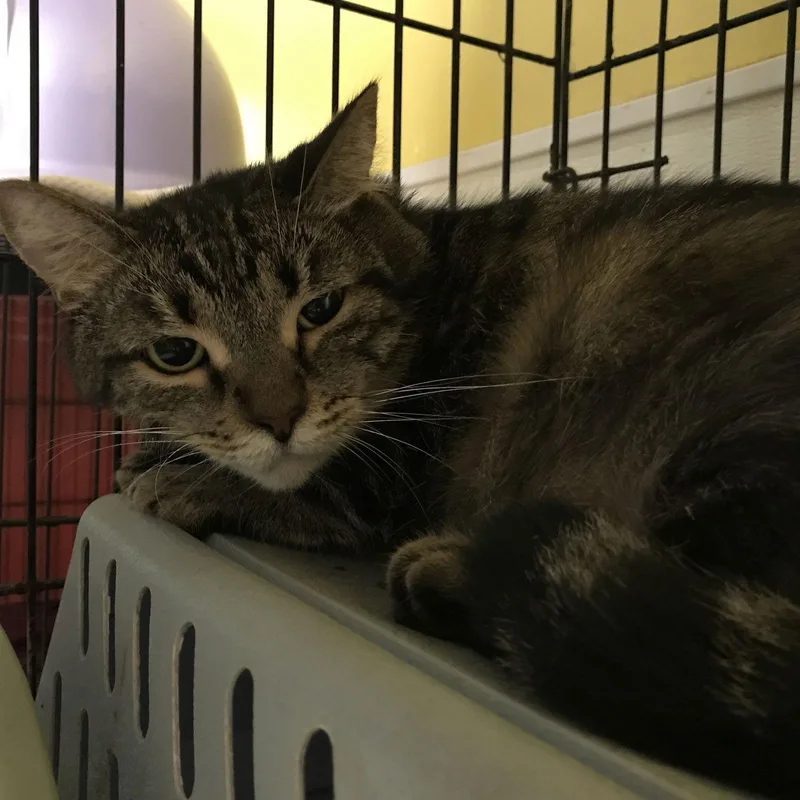 An adult large-sized female Domestic Short Hair cat named Poka for adoption in Pompano Beach, FL