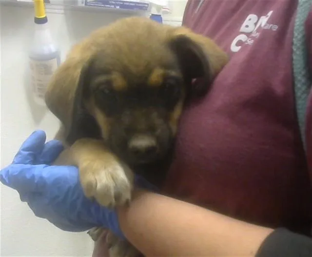A baby small-sized female Labrador Retriever dog named Wendy for adoption in Albuquerque, NM