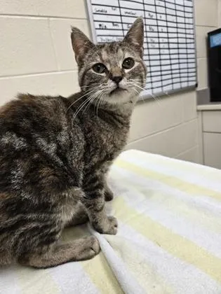 A young small-sized female Domestic Short Hair cat named Maple for adoption in Westland, MI