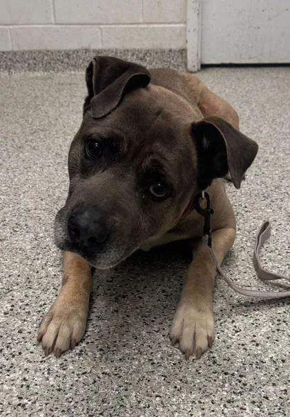 An adult extra large-sized male Yellow / Tan / Blond / Fawn Mixed Breed dog named Hudson for adoption in Kansas City, MO