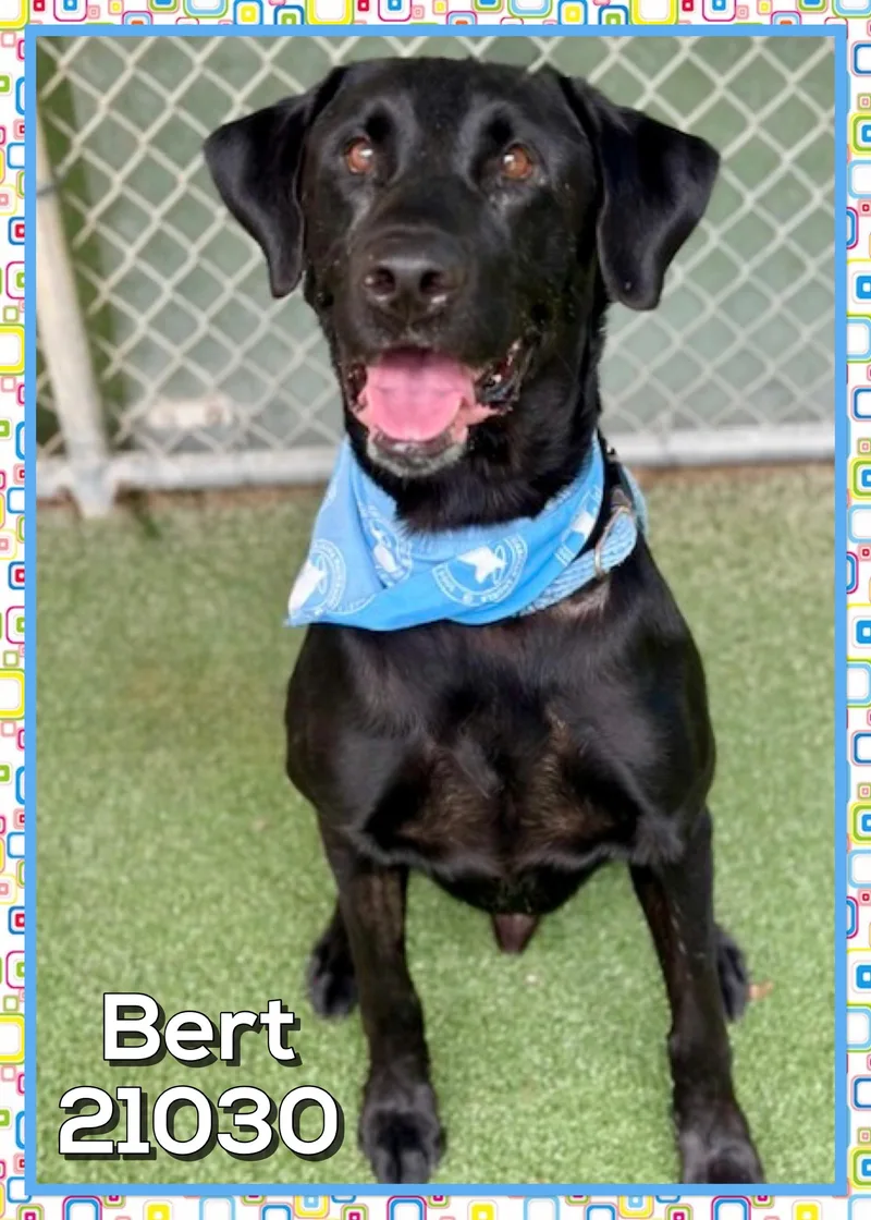 Bert