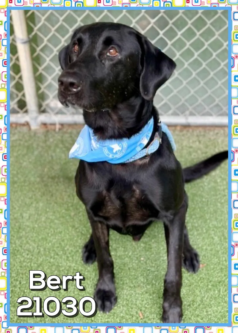 Bert thumbnail 2