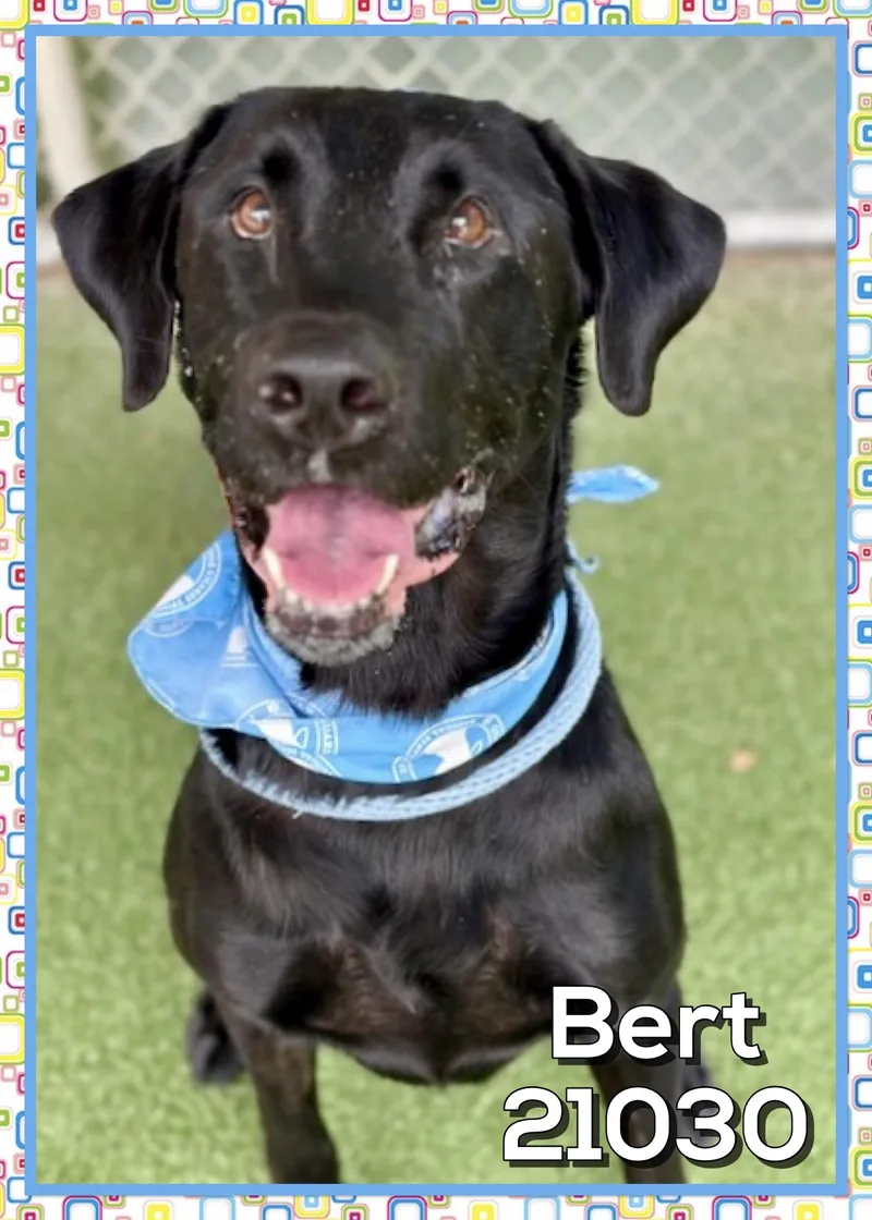 Bert thumbnail 3
