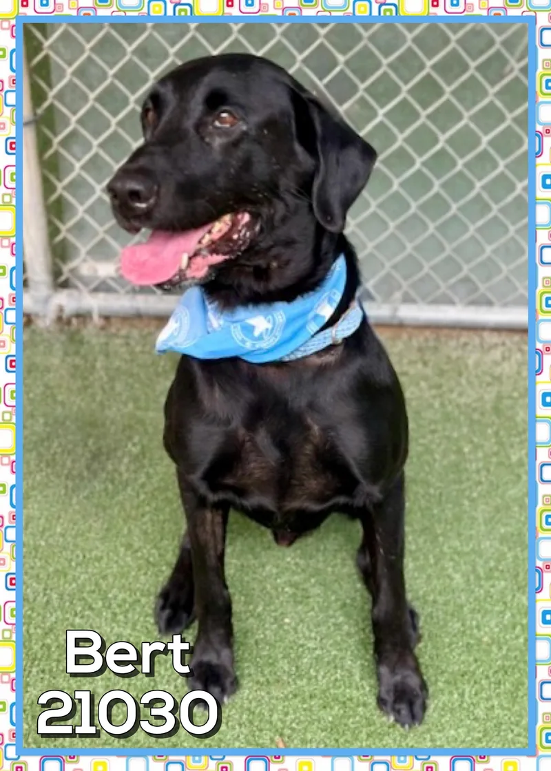 Bert thumbnail 4