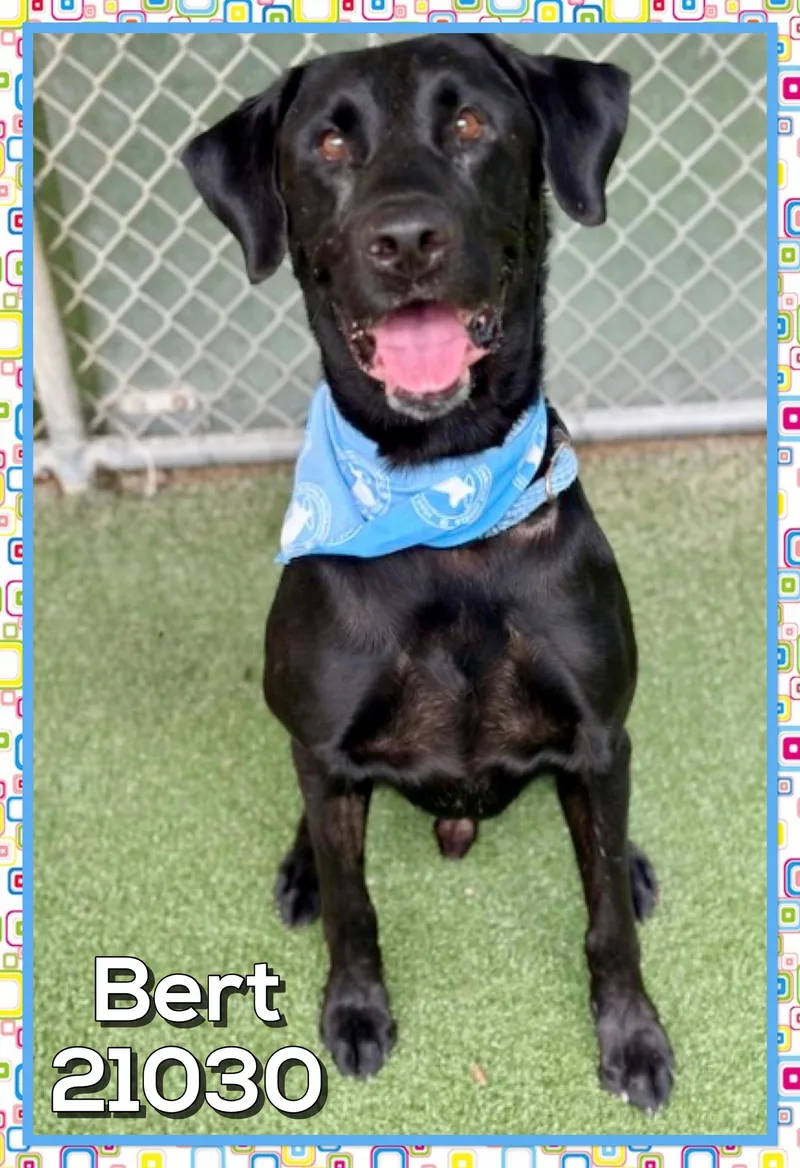 Bert thumbnail 5