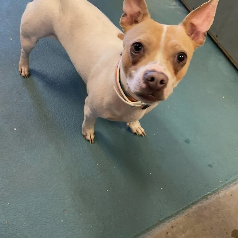 An adult small-sized female White / Cream Mixed Breed dog named Remi for adoption in Memphis, TN