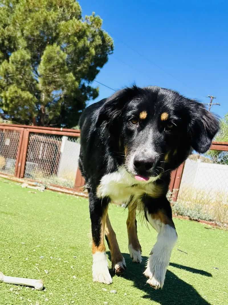 A young medium-sized female Tricolor (Brown, Black, & White) Border Collie dog named Annie for adoption in Bakersfield, CA