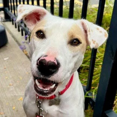 An adult medium-sized female Labrador Retriever dog named Sydney for adoption in Bloomfield, CT